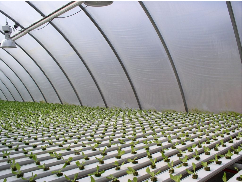 GREENHOUSE FILM